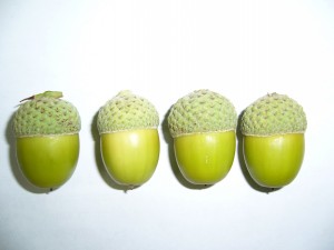 noix,glands chne x bimundorum (q.alba x q.robur)